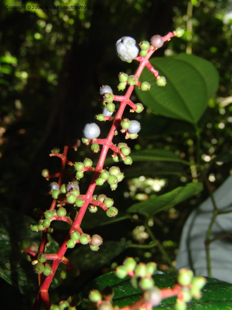 Miconia affinis, AAraujoM1253--Bolivia. Pq. Nac. Madidi. Chalalan. Send. Anta. 30 Nov 04. 281.jpg