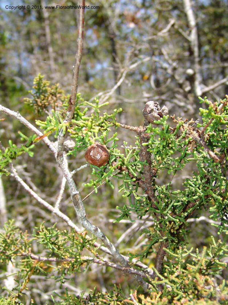 Cupressus goveniana ssp pigmaea--CA. Mendocino Co. Van Damme St. Pk, Pygmy For. 25 Jun 06.  018.jpg