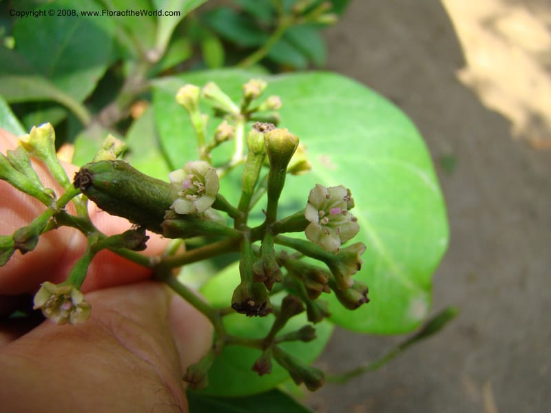 Pisonia umbellifera--Australia. Royal Botanic Garden, Melbourne. 19-20 Mch 08. 057.jpg