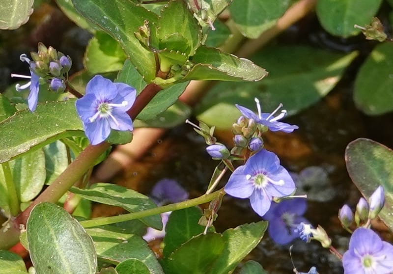 Veronica americana, Davidson 14266--OR. Harney Co. Steens Mtn. July 2021. DSC09986 (34).JPG