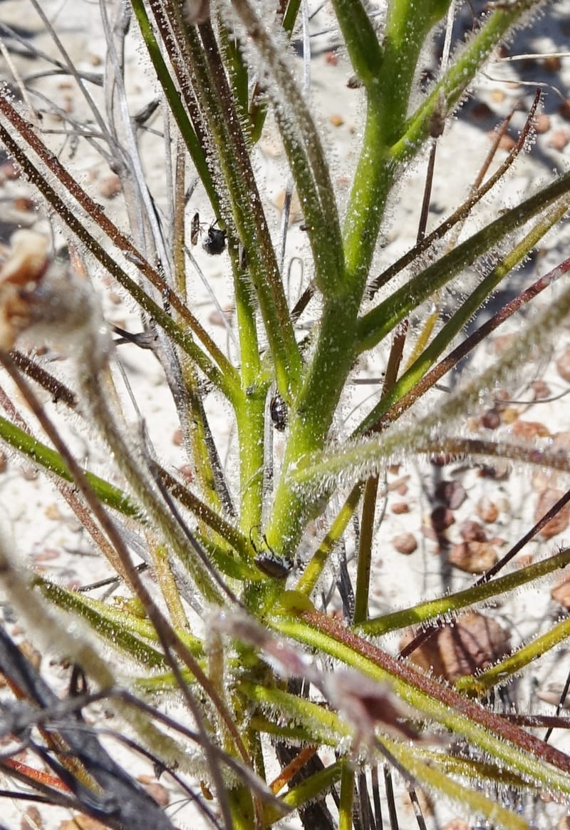 Byblis lamellata, Davidson, C 13426--Australia. W.A. Green Head-Coorow Rd. Stop 2. 24 Oct 2016. DSC04873 (37).JPG