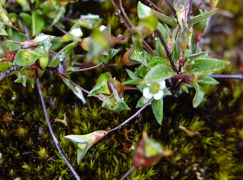 Phyllangium paradoxum, Davidson, V 13496--Australia. W. A. Two People's Bay Nat. Res. 29 Oct 2016. DSC06475 (109).JPG