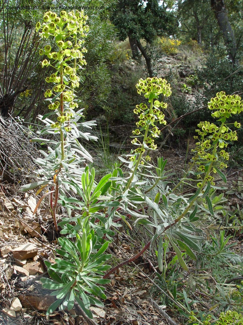Euphorbia characias--Spain. Granada Prov. Jct. Albondon-Albunol on C333. 15 Apr 04. 007.jpg