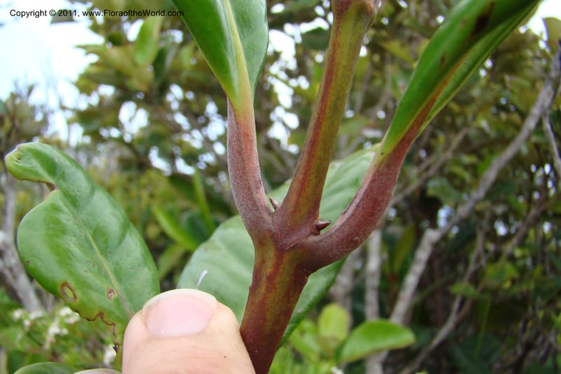 Austrobuxus montis-do, M. Callmander 792--New Caledonia. Mont Dore. 20 Jan 2010. 001 (49).jpg