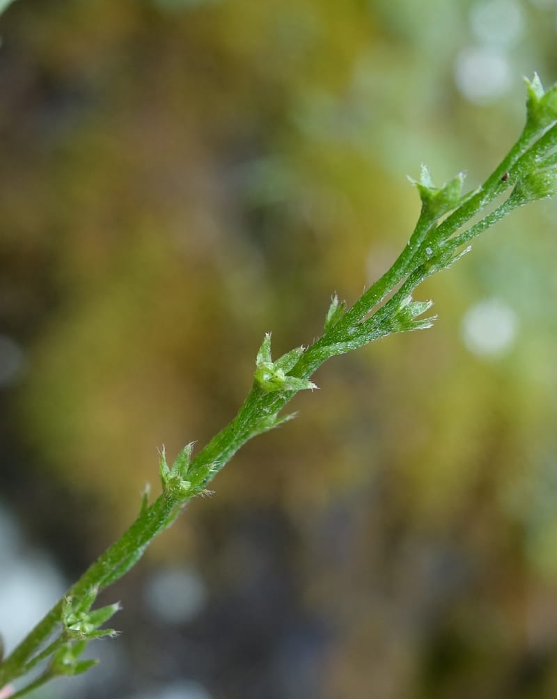 Trigonotis formosana, Tseng Yu-Hsin 1317--Taiwan. SW of Nanshan on highway 7. 20 May 2016. DSC03339 (63).JPG