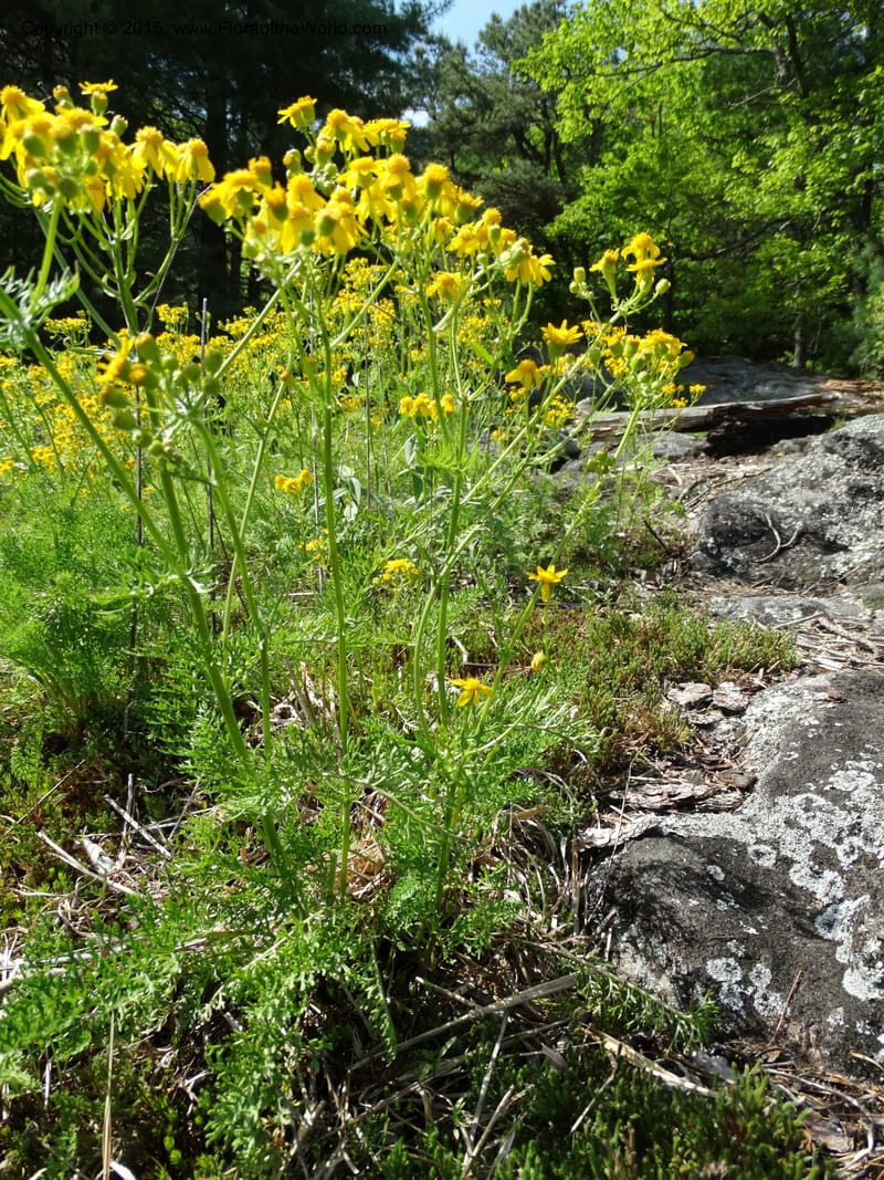 Packera millefolium, Davidson, C 13000--North Carolina. Macon Co. Slick Rock. 14 May 2015. DSC05505 (30).JPG