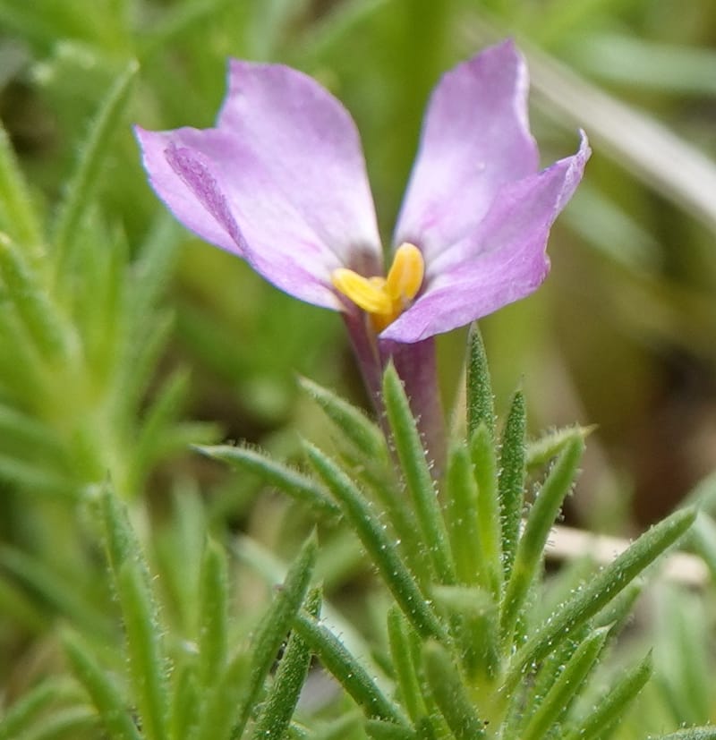 Phlox condensata, C. Davidson 13762--Oregon. Wallowa Co. Zumwalt.Trail Cr. Rd. 4 Jun 2018. DSC04078 (514).JPG