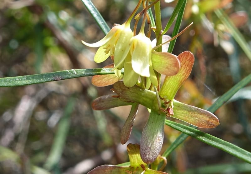 Aphanopetalum clematideum, Davidson, C 13444--Australia. W.A. Geraldton. Chapman River. 25 Oct 2016.  (90).JPG