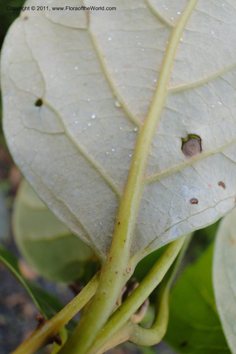 Endiandra, J. Munzinger 6507--Fiji. Area of Monasavu Dam I. 9 Feb 2011. 402 (34).jpg