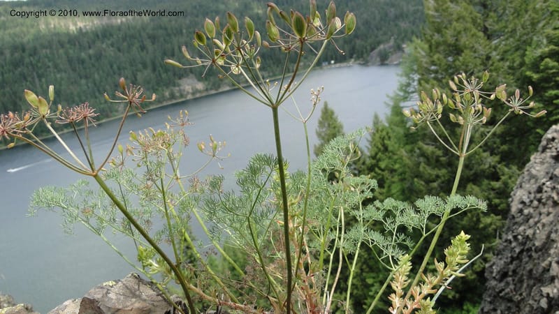 Lomatium grayi, B. Ertter 19967--Idaho. Valley County. 1 July 2010. 029 (9).jpg