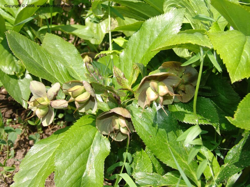 Helleborus caucasicus--Georgia. Bakuriani Botanical Garden. 7 Jun 05. 109.jpg