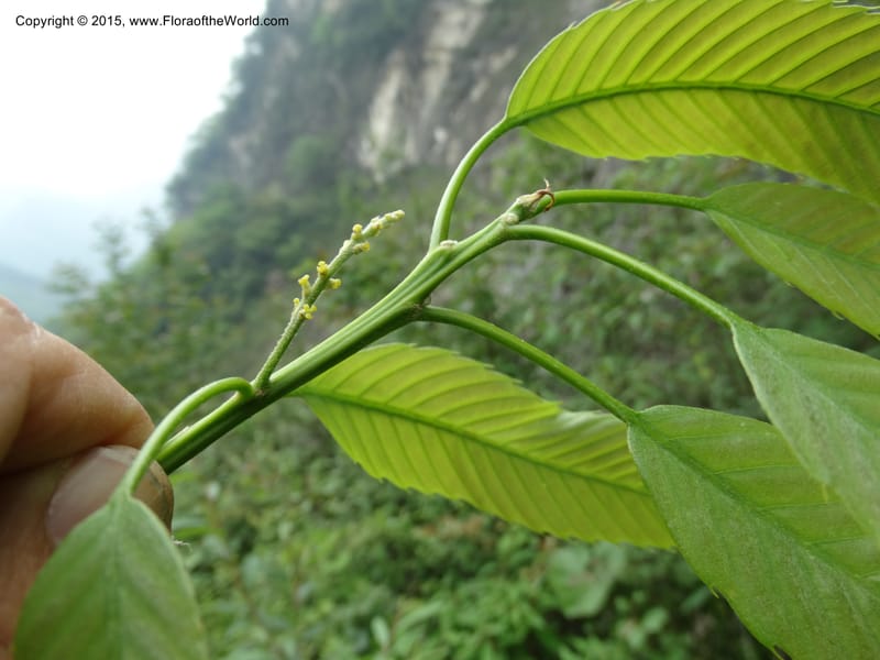 Quercus, Boufford, D 43691--China. Sichuan. LongDongZhen on Rd. to LeiYuan Shan. 13 May 2014. DSC05860 (260).JPG