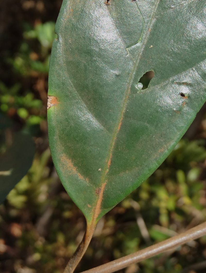 Atractocarpus, Gildas no.--New Caledonia. PinPin. 20 Nov 2015. DSC03938 (564).JPG