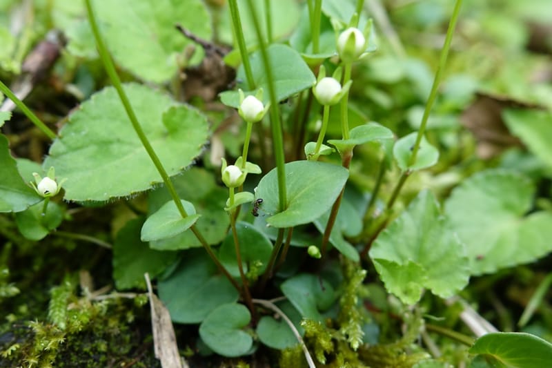 Parnassia palustris, Tseng Yu-Hsin 1316--Taiwan. SW of Nanshan on highway 7. 20 May 2016. DSC03339 (8).JPG
