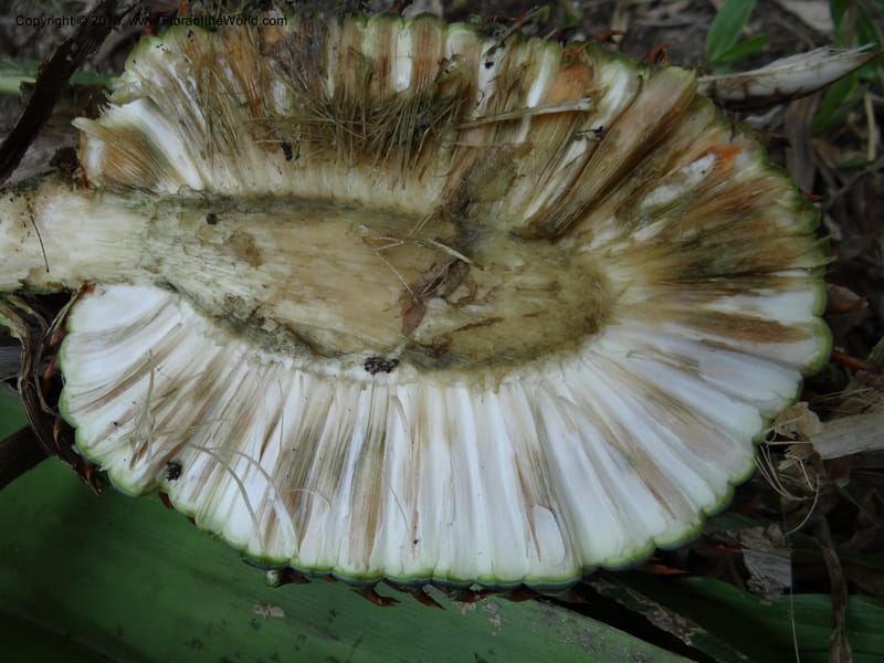 Pandanus acaulescens, Callmander 1041--Thailand. Chiang Mai. Doi Inthanon N. P. 9 Nov 2012. (126).JPG