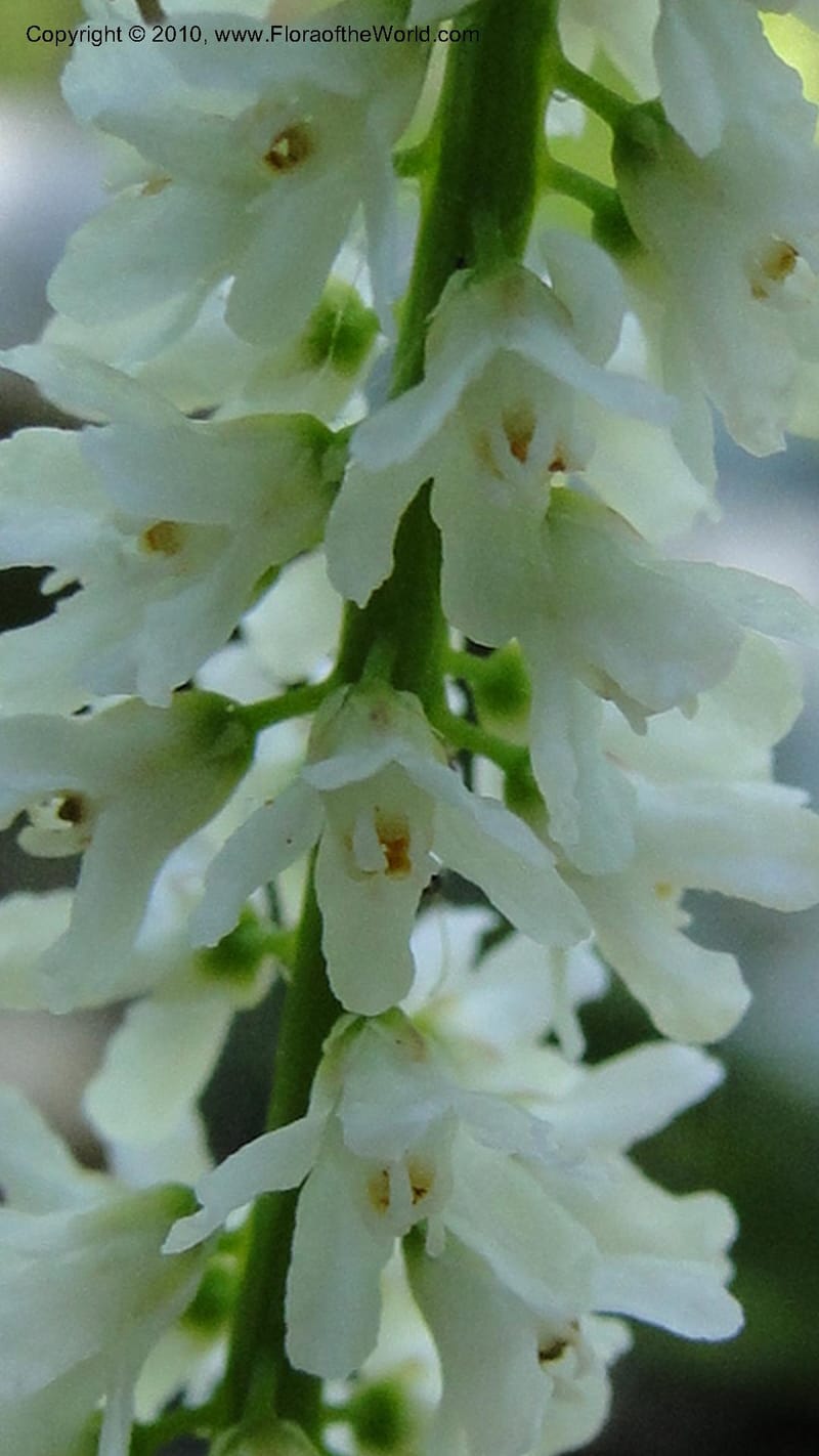 Galax aphylla, Mori 27456--North Carolina. Stokes Co. 26 May 2010. 088 (60).jpg