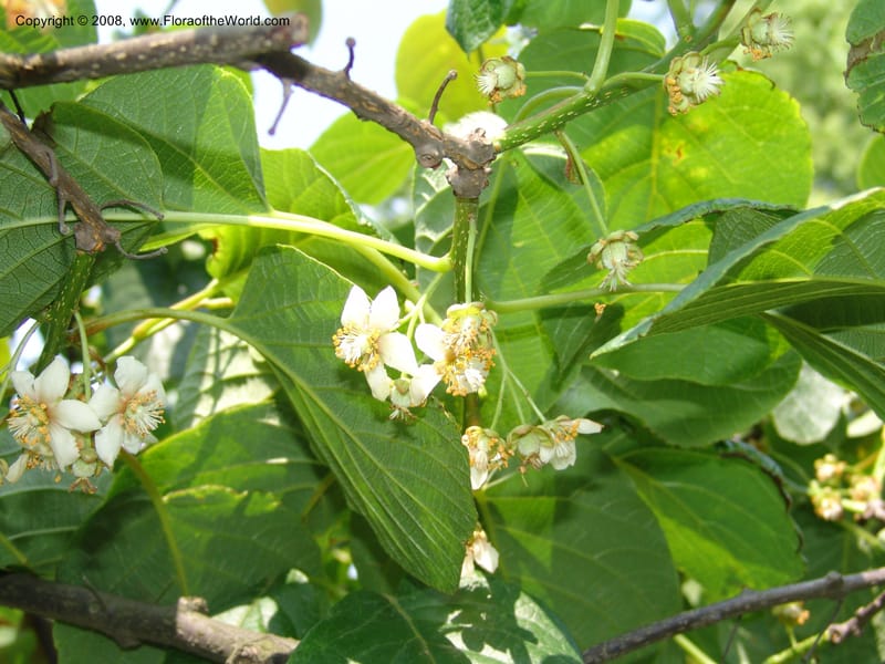 Actinidia hubeiensis, 1991021511901--China. Hubei. Wuhan Botanical Garden. 18 Apr 07. 001.jpg