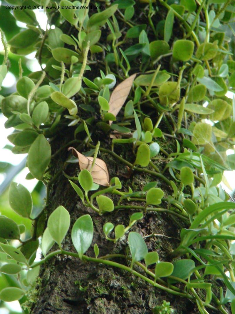 Peperomia, JMunzinger4870--New Caledonia. Plateau de Dogny. 19 Nov 07. 479.jpg