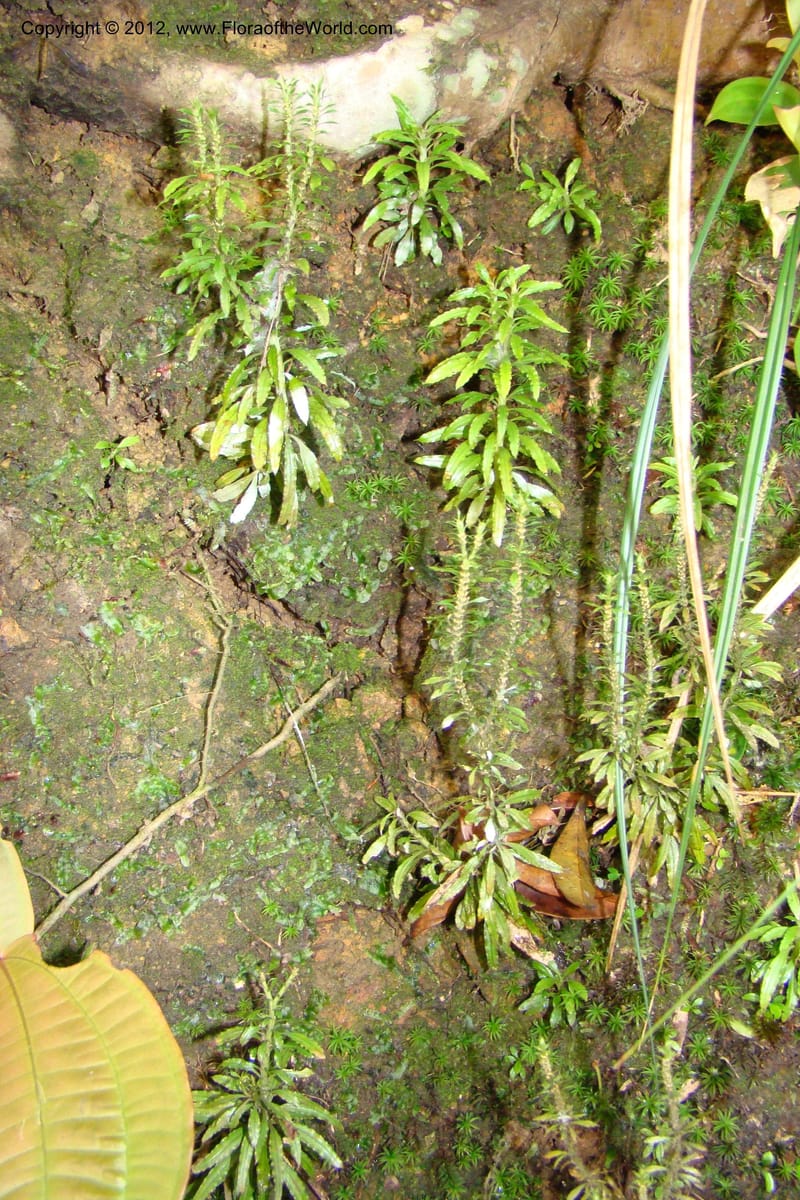 Huperzia, Regalado 1741--Viet Nam. Thua Thien Hue Prov. Phu Loc Distr. Bach Ma. 13Apr 09. 218.jpg