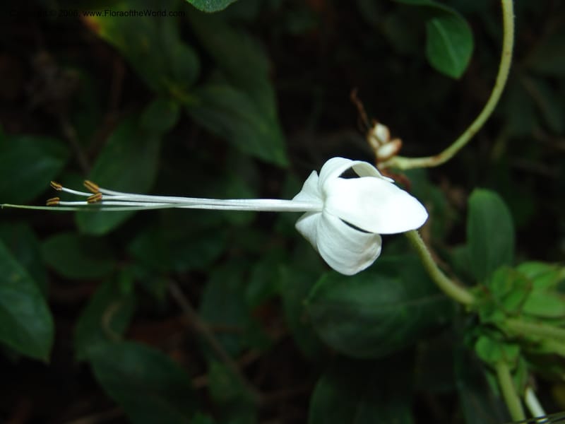 Clerodendrum zambesiacum cf, W4519--So. Afr. Mpumal. Karino, Whyte Thorne Gdn. 14 Mch 05. 127.jpg
