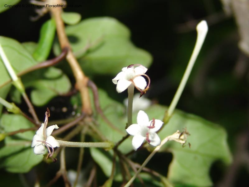 Clerodendrum, ZRogers1088--Madagascar. Ankorikakely Vil., Rd  to Sakalava Bay. 4 Nov 06. 218.jpg