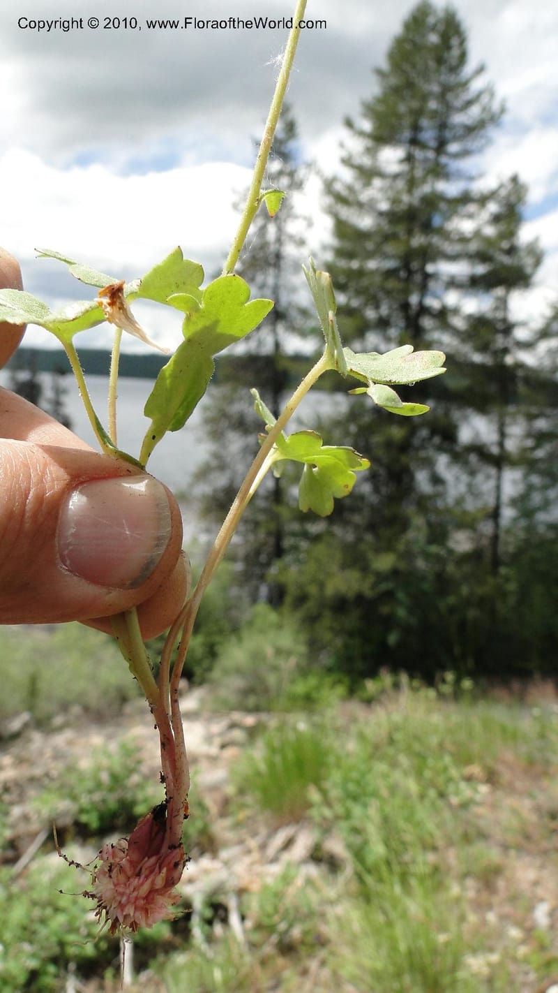 Suksdorfia ranunculifolia, B. Ertter 19978--Idaho. Valley County. 1 July 2010. 085 (19).jpg