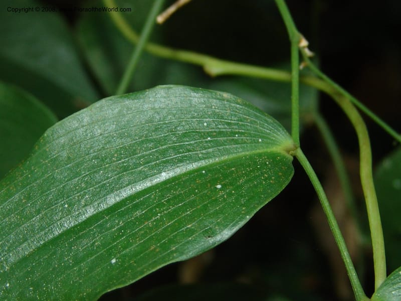 Behnia reticulata--So.Africa. E. Cape. Maitland Nat.Res. 5 Mch 05. 036.jpg