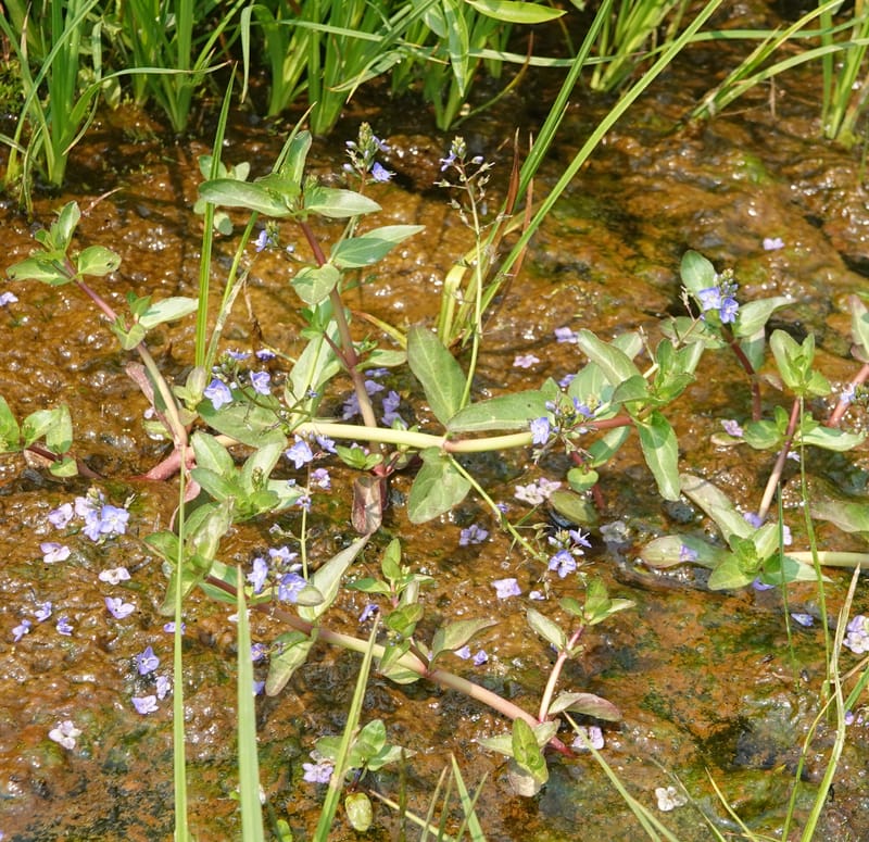 Veronica americana, Davidson 14266--OR. Harney Co. Steens Mtn. July 2021. DSC09986 (33).JPG