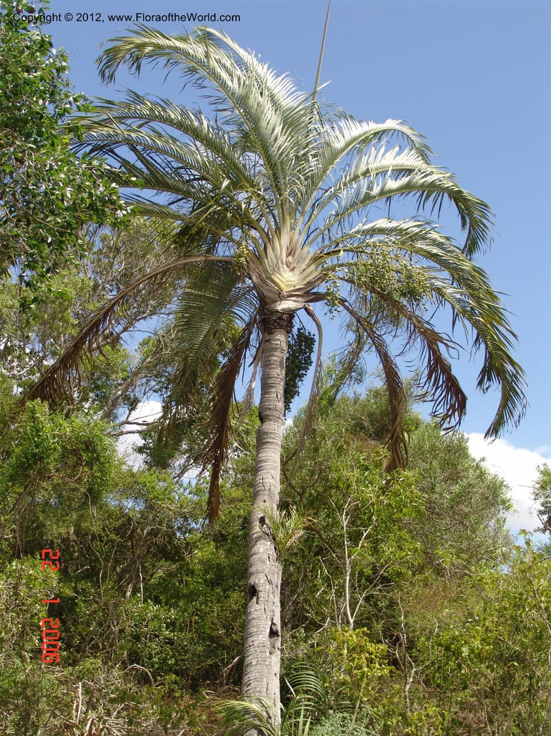Dypsis decaryii, Not collected-Madagascar 22 Jan 2006  099 (5).jpg