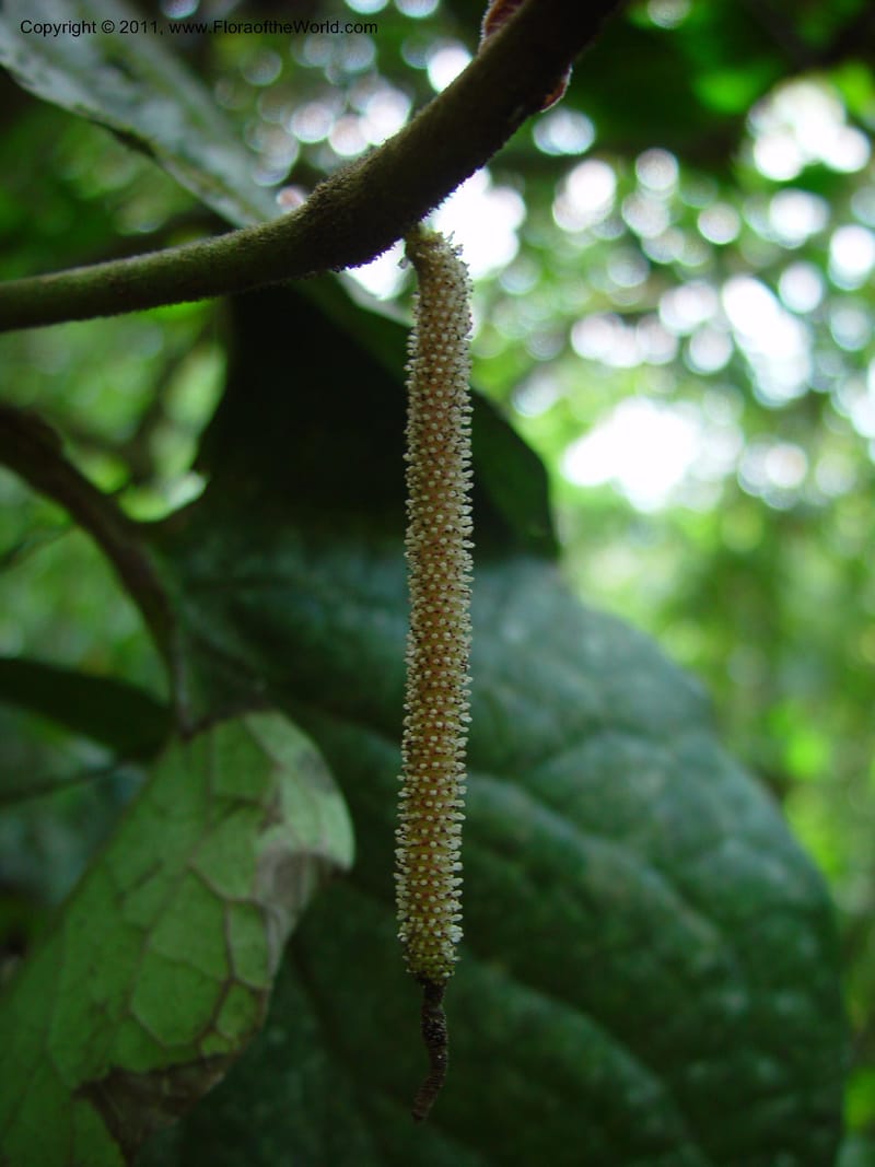 Piper obliquum, HGomezD254--MX. Chiapas. Mpo. Berriozbl. Rd. to Buena Vista. 15 Mch 03. 009.jpg