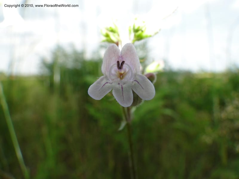 Penstemon laevigatus, Mori, S 27407, USA, North Carolina, Pender Co., Hwy 117, 3.9 miles N of Burgaw, 21 May 201 (8).JPG