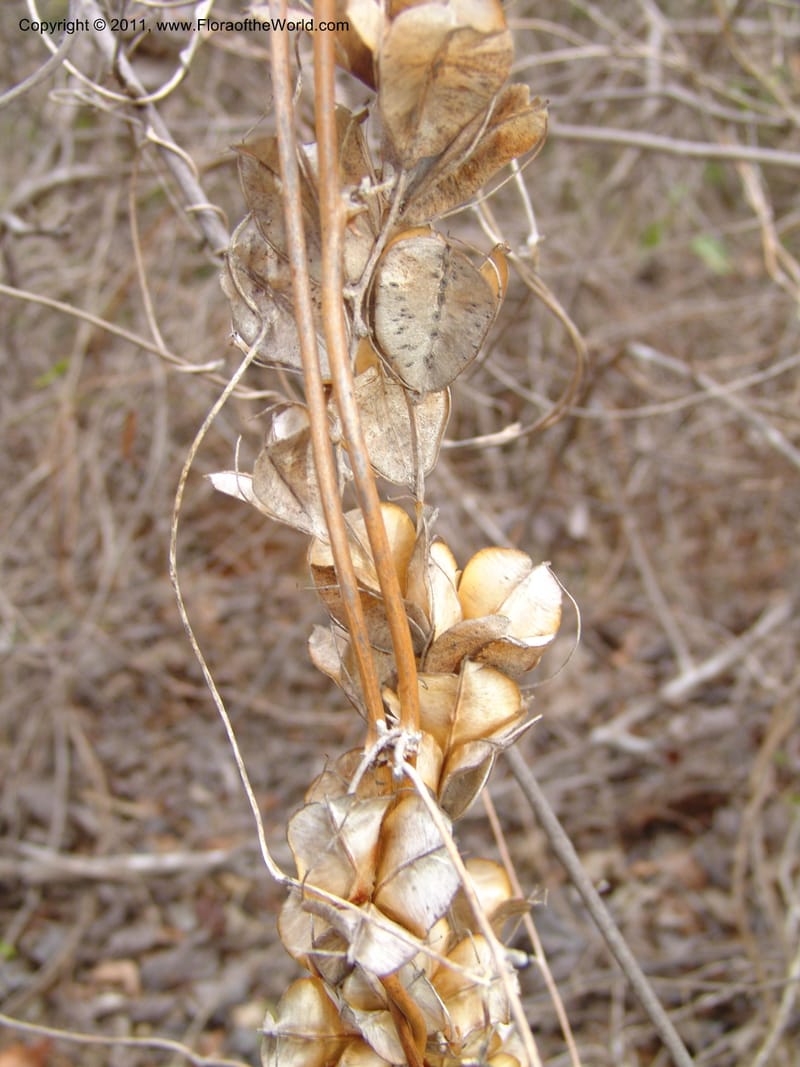 Dioscorea, ZRogers1149--Madag. Prov. Antsir. Sahafary, Analankary. 8 Nov 06. 549.jpg