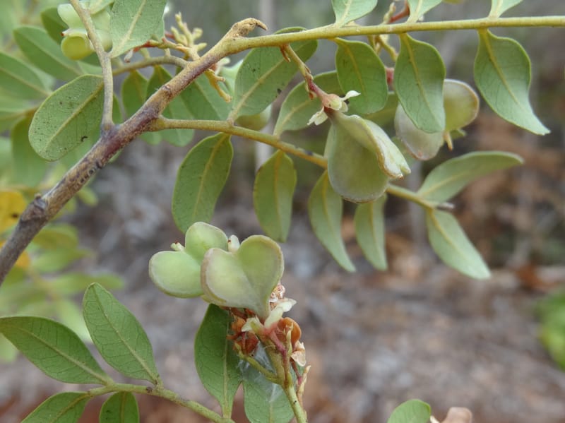 Guioa villosa, Callmander, M 1257--New Caledonia. Tiebaghi. 17 Nov 2015. DSC03437 (199).JPG