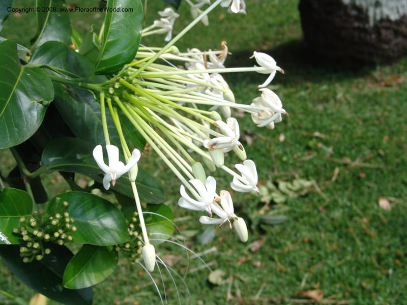 Posoqueria latifolia--So. Africa. Durban Bot. Garden. 14 Mch 05. 198.jpg
