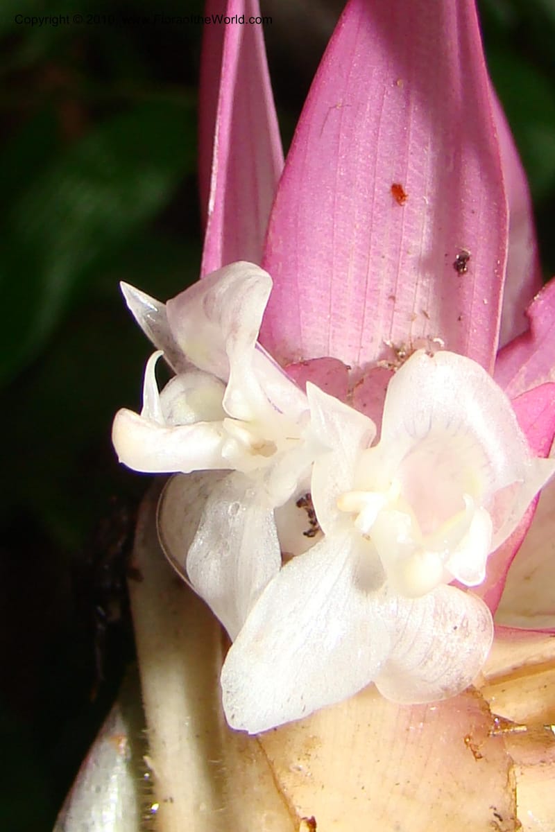 Calathea, R. Vasquez 34907--Peru. Loreto. Dto. Parinari. Tacshacocha. R. Samiria. 14 Nov 08. 059.jpg
