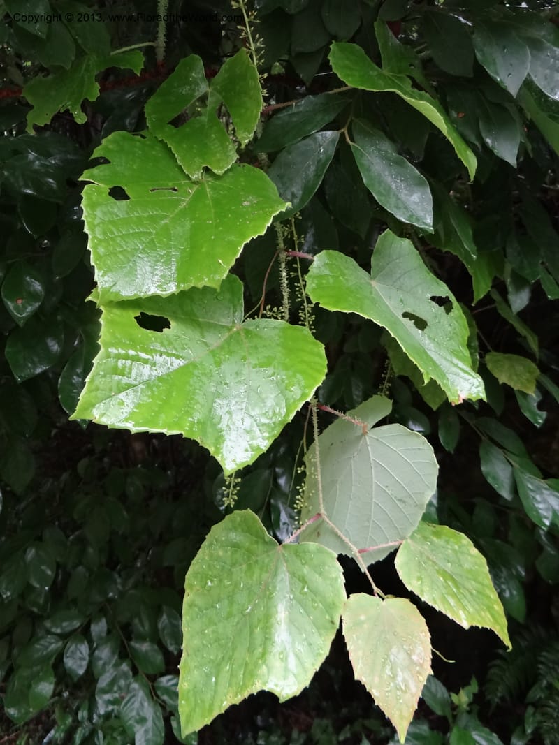Vitis davidii, Davidson, C 12012--China. Anhui Prov. Huang Shan. 6 Jun 2012. DSC01928 (40).JPG