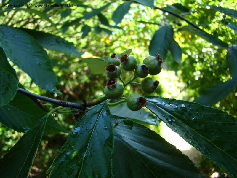 Sorbus hemsleyi, 27473-0126-1987--Canada. BC. Univ. BC Bot. Garden. 27 Jul 08. 486.jpg