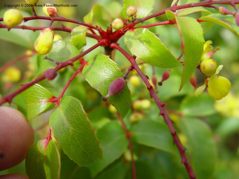 Berberis darwinii. 76.0264--CA. UC Berkeley Bot. Gard. 10 Feb 03. 055.jpg