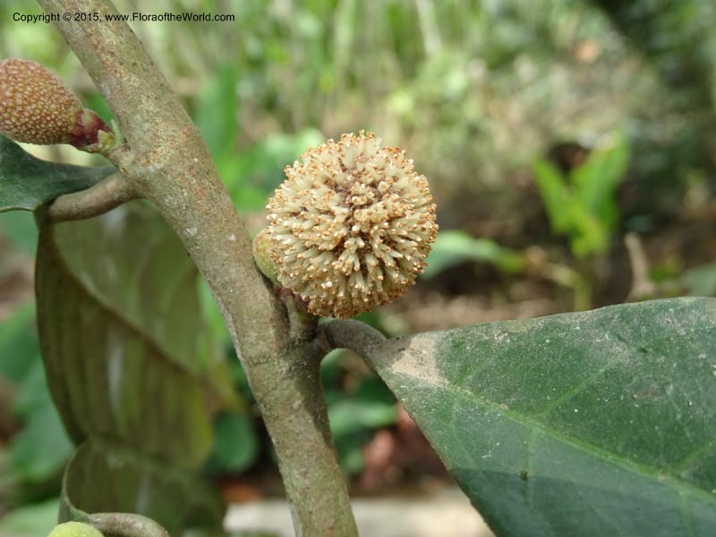 Treculia obovoidea, Davidson, C 12341--Cameroon. Mokoko For. Res. 20 Mar 2014. DSC02622 (265).JPG