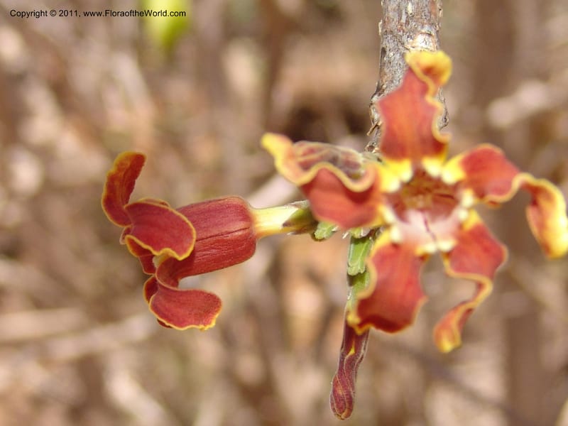 Strophanthus boivinii, ROR1482--Madag. Orangea For. Res. near Antsiranana. 5 Nov 06. 307.jpg