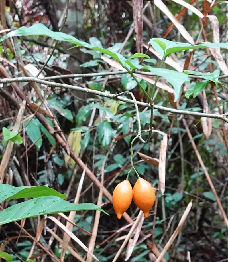 Tabernanthe iboga, C. Davidson 13949--Gabon. Mondah. Arb Raponda Walker. 4 Nov 2018. DSC01949 (96).JPG