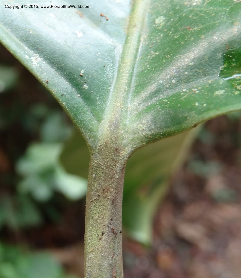 Oncoba, Davidson, C 12336B--Cameroon. Mokoko For. Res. 20 Mar 2014. DSC02622 (21).JPG
