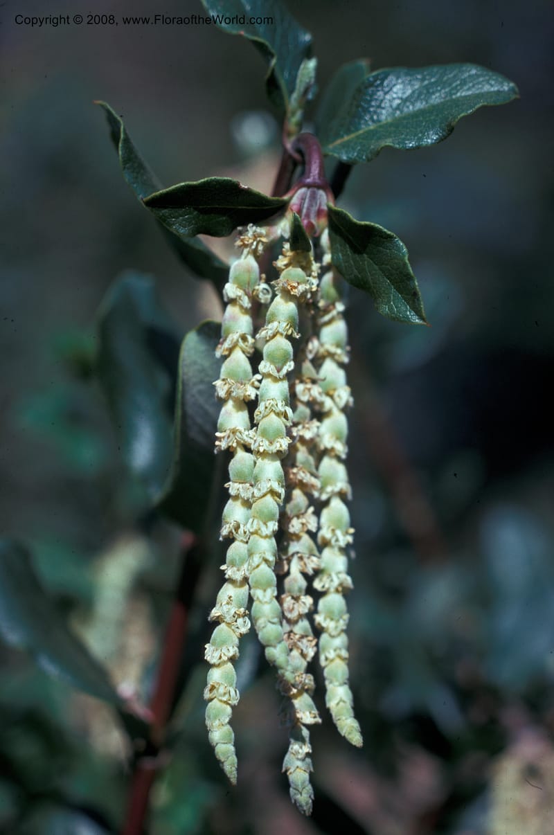 Garrya elliptica--CA. Rancho Santa Ana Bot. Garden, Claremont. Mar 76. 003.jpg