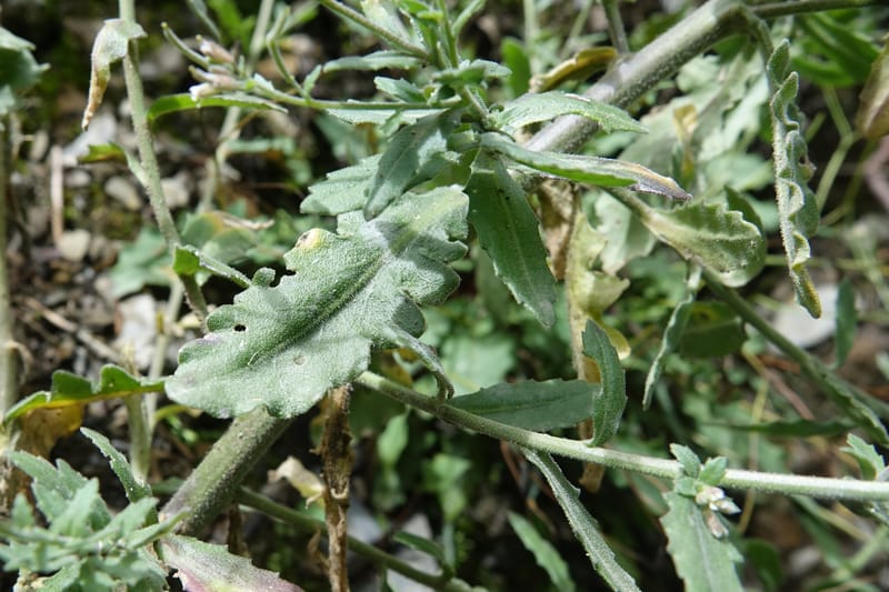 Arabis pycnocarpa var. pycnocarpa, D. Boufford 44001--China. Sichuan. Yibailingba-gou. 12 Aug 2017. DSC04660 (128).JPG