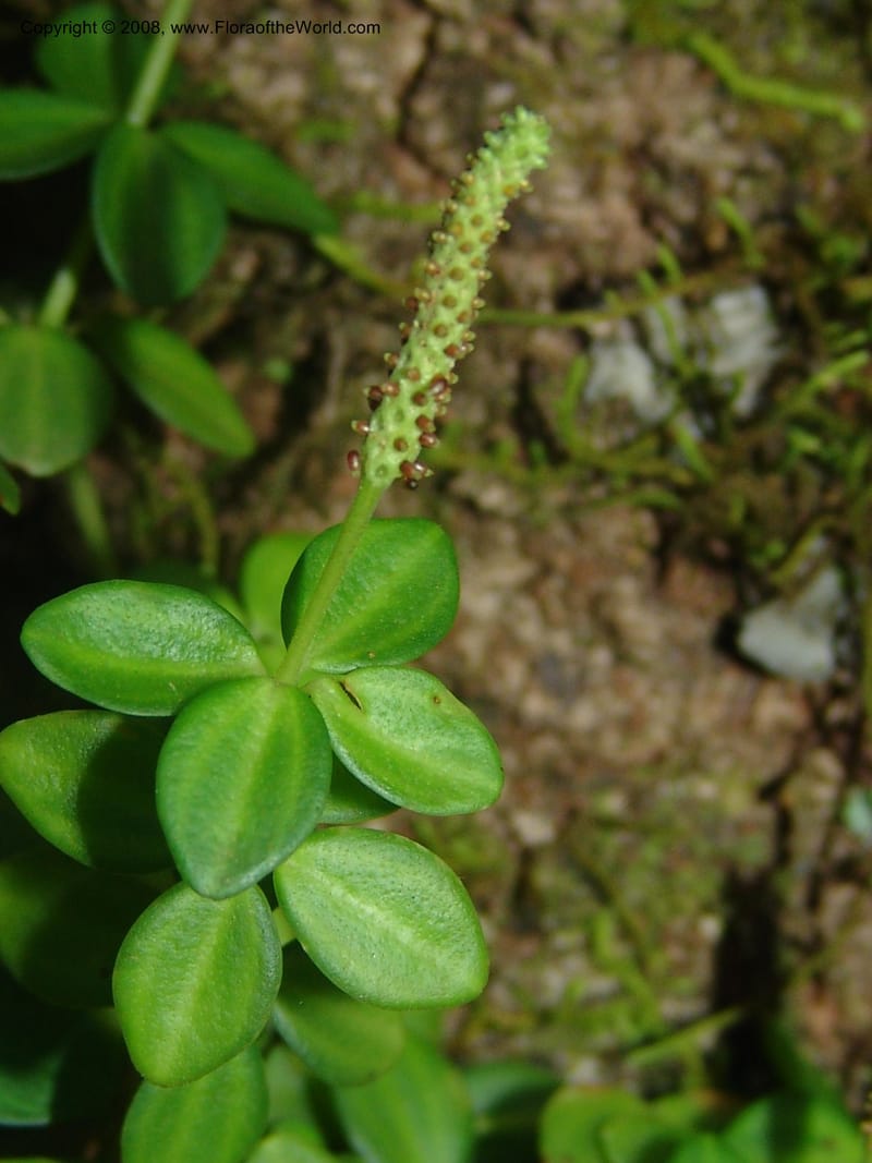 Peperomia tetraphylla--So.Africa. Mpumal. Buffelskloof Private Nat. Res. 17 Mch 05. 353.jpg