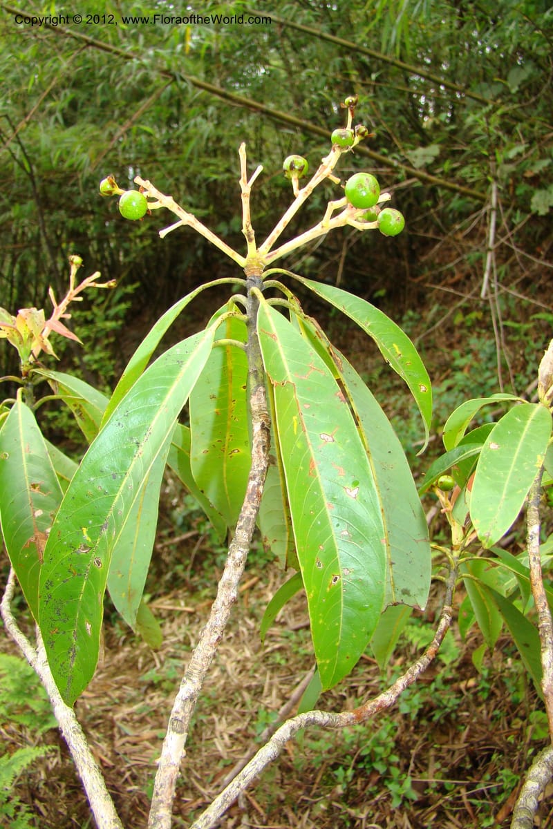 Machilus, Regalado 1630--Viet Nam. Lao Cai Prov. Sa Pa Distr. 2 km NW Thac Bac. 5 Apr 09 059.jpg