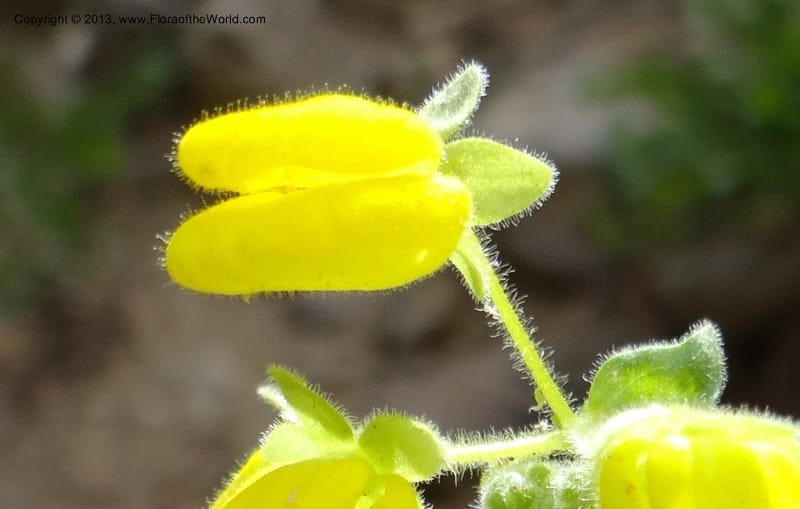 Calceolaria, WDS 34221--Chile. Cta 115. 11.5 km W of La Laguna. 22 Feb 2013. DSC02736 (49).JPG