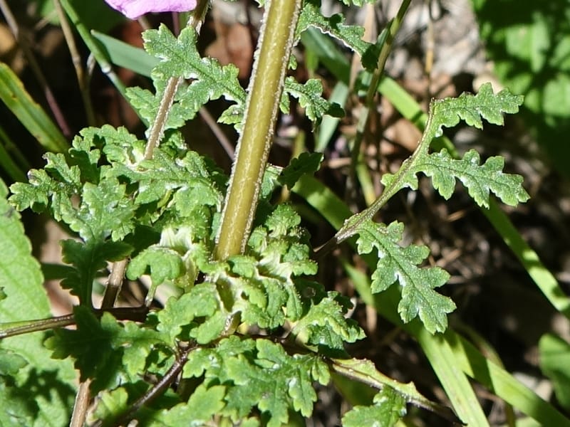 Pedicularis pseudomelampyriflora, C. Davidson 13757--China. Sichuan. Yibailingba-gou. 12 Aug 2017. DSC04660 (589).JPG