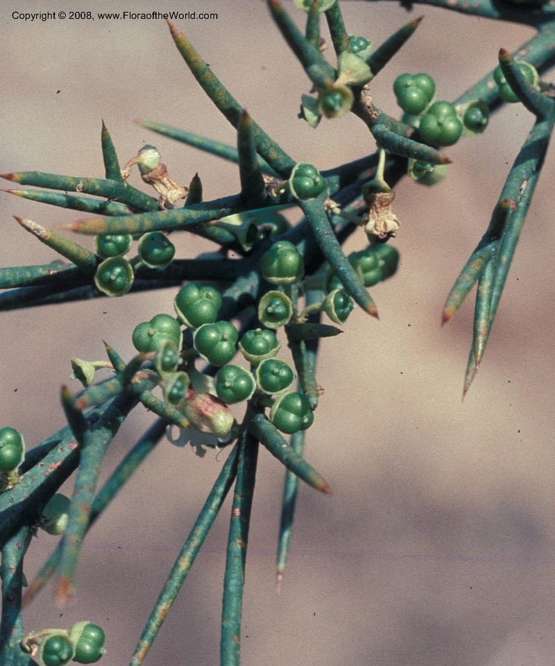 Colletia infausta--CA. Huntington Bot. Garden. May 76. 003B.jpg