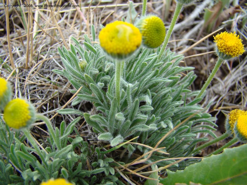 OR. Malheur Co. Leslie Gulch. 1 Jun 08. 135.jpg
